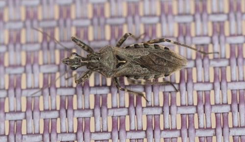 Réf. 311 572 : Coranus sp.
